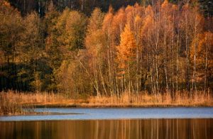 lac en forêt